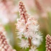 Roots Plants Perennials Tiarella 'Pink Skyrocket' 2 Roots Plants Perennials Tiarella 'Pink Skyrocket'