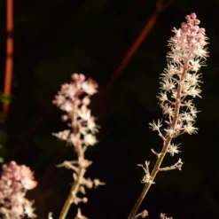 Roots Plants Perennials Tiarella 'Pink Skyrocket'