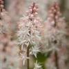 Roots Plants Tiarella 'Spring Symphony' Perennials 2 Roots Plants Tiarella 'Spring Symphony' Perennials