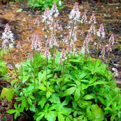 Roots Plants Tiarella 'Spring Symphony' Perennials