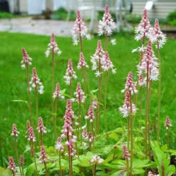 Roots Plants Tiarella 'Spring Symphony' Perennials