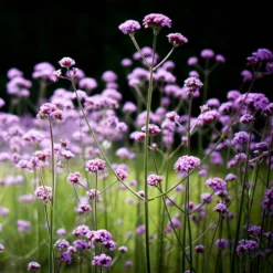 Roots Plants Verbena Bonariensis