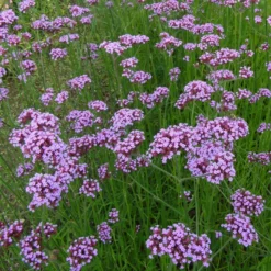 Roots Plants Verbena Bonariensis