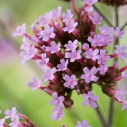 Roots Plants Verbena 'Lollipop' Verbenas
