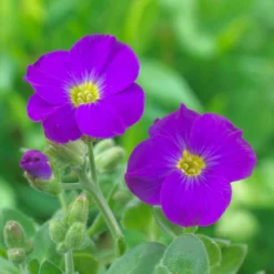 Roots Plants Perennials Aubrieta 'Katie Blue'