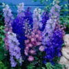 Roots Plants Delphinium 'Magic Fountains Mixed' Perennials