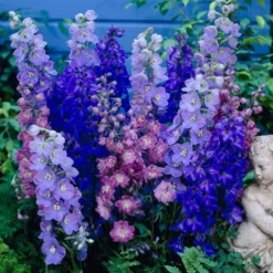 Roots Plants Delphinium 'Magic Fountains Mixed' Perennials