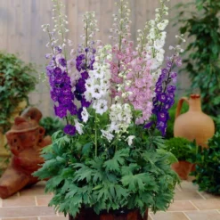 Roots Plants Delphinium 'Magic Fountains Mixed' Perennials 7 Roots Plants Delphinium 'Magic Fountains Mixed' Perennials