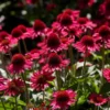 Roots Plants Perennials Echinacea 'Delicious Candy'