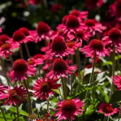 Roots Plants Perennials Echinacea 'Delicious Candy'