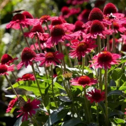 Roots Plants Perennials Echinacea 'Delicious Candy'