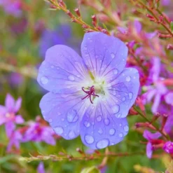 Roots Plants Geranium 'Bloom Me Away'