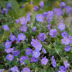 Roots Plants Geranium 'Bloom Me Away'