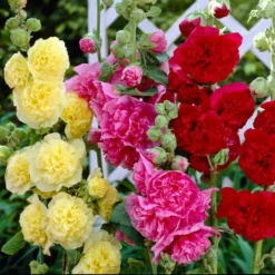 Roots Plants Hollyhock 'Chater's Double Mixed'