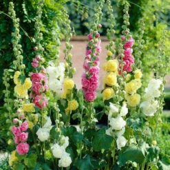 Roots Plants Hollyhock 'Chater's Double Mixed'