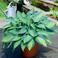 Roots Plants Hosta 'June'