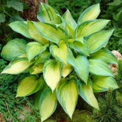 Roots Plants Hosta 'June'