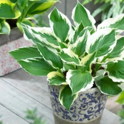 Roots Plants Hosta 'Patriot'