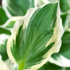 Roots Plants Hosta 'Patriot'