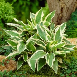 Roots Plants Hosta 'Patriot'