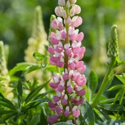 Roots Plants Perennials Lupin 'Legendary Rose Shades'