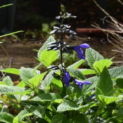Roots Plants Salvia 'Black And Bloom'