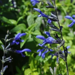 Roots Plants Salvia 'Black And Bloom'