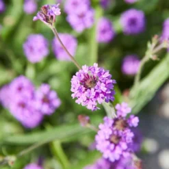 Roots Plants Verbena 'Santos Purple'