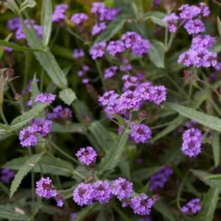 Roots Plants Verbena 'Santos Purple'