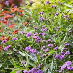 Roots Plants Verbena 'Santos Purple' 7 Roots Plants Verbena 'Santos Purple'
