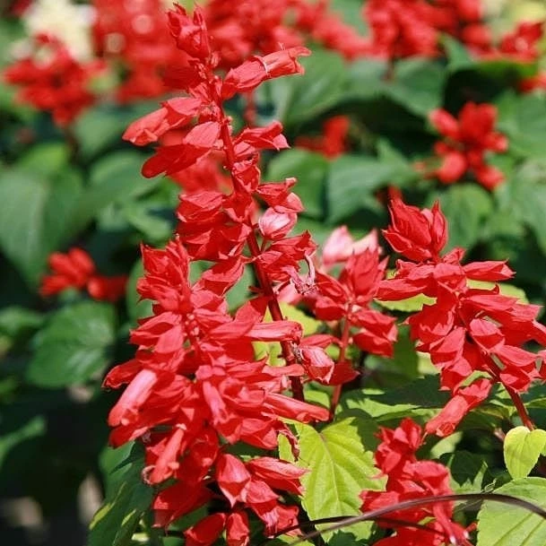 Roots Plants Salvia 'Vista Red' 4 Roots Plants Salvia 'Vista Red'