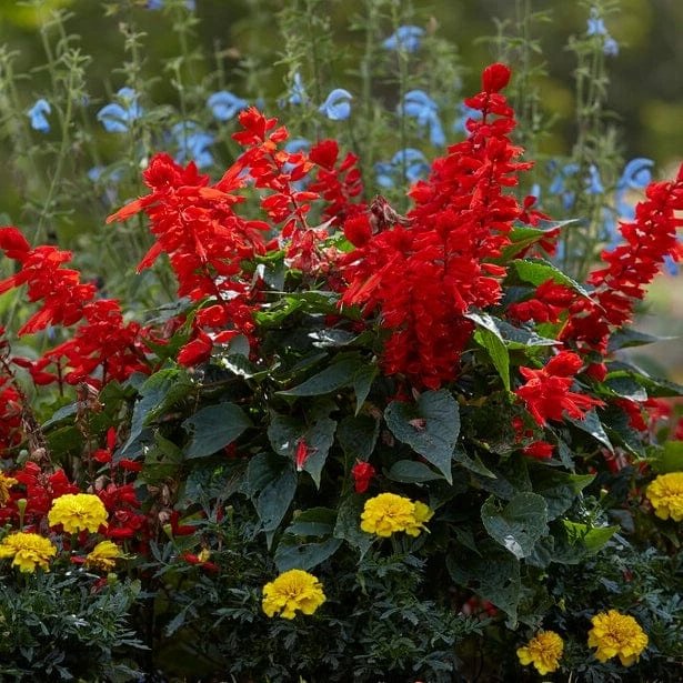 Roots Plants Salvia 'Vista Red' 5 Roots Plants Salvia 'Vista Red'
