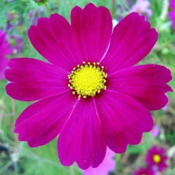 Roots Plants Cosmos 'Apollo Carmine' Perennials