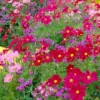 Roots Plants Cosmos 'Apollo Carmine' Perennials