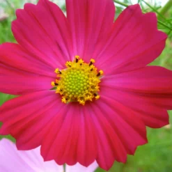 Roots Plants Cosmos 'Apollo Carmine' Perennials