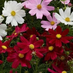 Roots Plants Cosmos 'Apollo Carmine' Perennials
