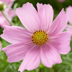 Roots Plants Cosmos 'Apollo Lovesong' Perennials