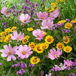 Roots Plants Cosmos 'Apollo Lovesong' Perennials