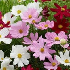 Roots Plants Cosmos 'Apollo Lovesong' Perennials