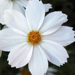 Roots Plants Perennials Cosmos 'Apollo White'