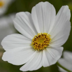 Roots Plants Perennials Cosmos 'Apollo White'