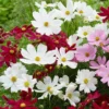 Roots Plants Perennials Cosmos 'Apollo White'