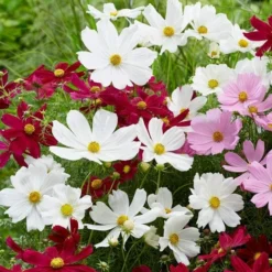 Roots Plants Perennials Cosmos 'Apollo White'