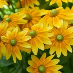 Roots Plants Best Perennial Plants Collections | Growers Choice Perennials