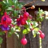 Roots Plants Fuchsia 'Upright Winston Churchill' Fuchsias 2 Roots Plants Fuchsia 'Upright Winston Churchill' Fuchsias