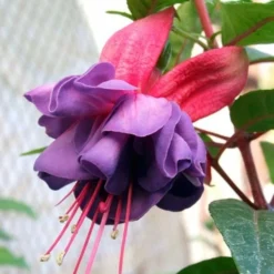 Roots Plants Fuchsia 'Upright Winston Churchill' Fuchsias