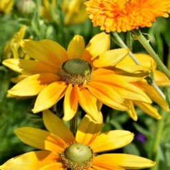 Roots Plants Perennials Rudbeckia 'Amarillo Gold'
