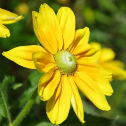 Roots Plants Perennials Rudbeckia 'Amarillo Gold' 7 Roots Plants Perennials Rudbeckia 'Amarillo Gold'