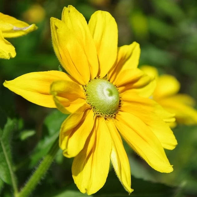 Roots Plants Perennials Rudbeckia 'Amarillo Gold' 5 Roots Plants Perennials Rudbeckia 'Amarillo Gold'