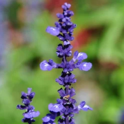 Roots Plants Salvia 'Big Blue'